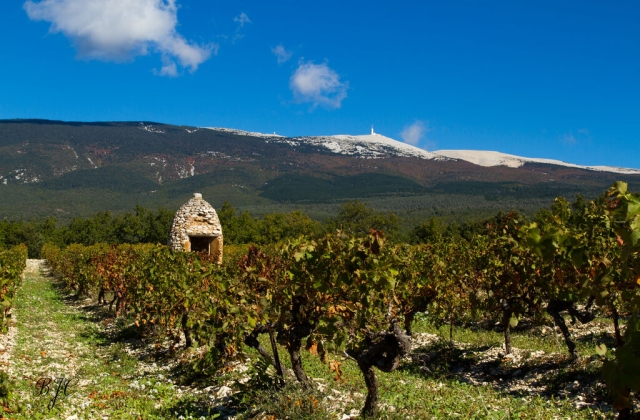 panorama-vigne-bedoin-montventoux